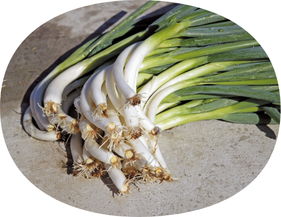 谷田部ねぎのイメージ